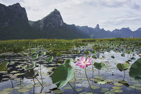 Rosa Lotusblume schwimmt im See - RORF02965