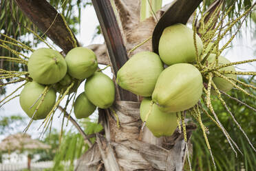 Fresh coconuts hanging on tree - RORF02973