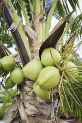 Fresh coconuts growing on tree - RORF02974