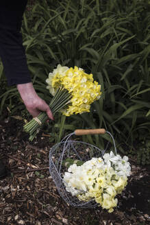 Arm of woman harvesting blooming daffodils into basket - EVGF04039