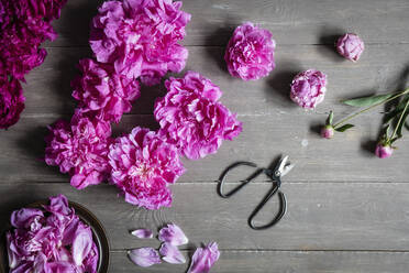 Studio shot of heads of pink blooming peony flowers lying against wooden background - EVGF04044