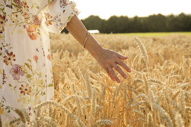 Die Hand einer Frau berührt die Weizenernte auf einem Feld - FLLF00653