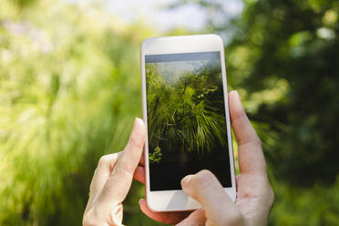 Hände einer Frau, die im Park eine Pflanze mit ihrem Smartphone fotografiert - SEAF01123