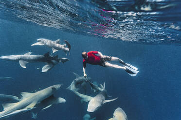 Man swimming with nurse sharks in deep blue sea stock photo