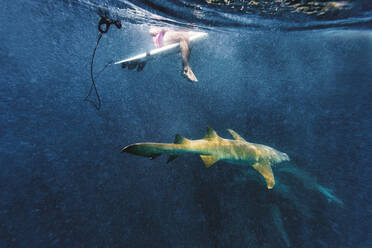 Surfer sitting on surfboard over nurse sharks in sea - KNTF06731