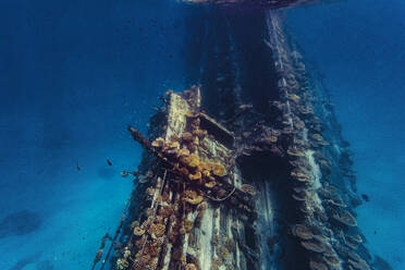 Shipwreck with reef in sea - KNTF06758