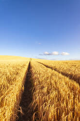 Tire tracks across vast barley field in summer - SMAF02162