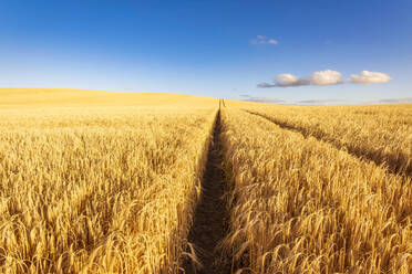 Reifenspuren auf einem großen Gerstenfeld im Sommer - SMAF02163