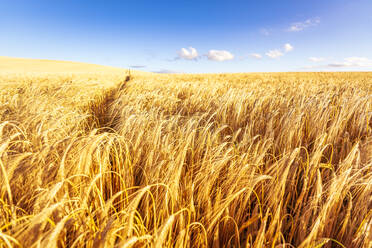Vast barley field in summer - SMAF02164