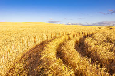 Reifenspuren auf einem großen Gerstenfeld im Sommer - SMAF02165