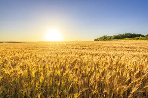 Vast barley field at summer sunset - SMAF02169