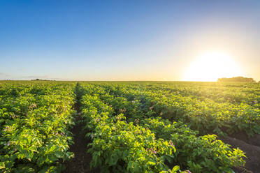 Vast potato field at summer sunset - SMAF02170