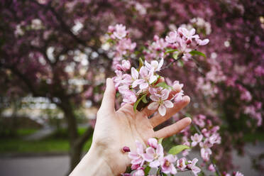 Hand on woman touching apple blossoms - EYAF02016