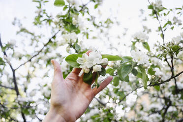 Hand auf Frau, die weiße Apfelblüten berührt - EYAF02017