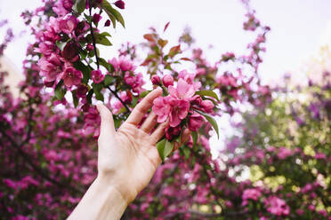 Hand einer Frau berührt Apfelblüten - EYAF02018