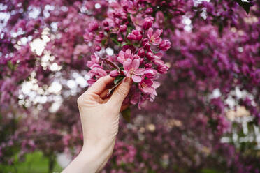 Hand einer Frau, die Apfelblüten hält - EYAF02019