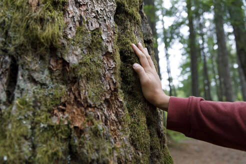 Die Hand eines Mannes berührt einen moosbewachsenen Baumstamm im Wald - TYF00361