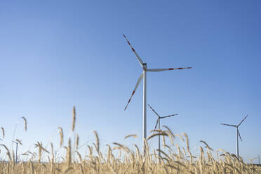 Wind turbines in wheat field on sunny day - SVKF00406