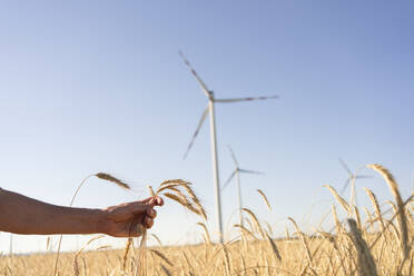 Hand eines Mannes, der eine Weizenernte auf einem Feld mit einer Windkraftanlage im Hintergrund hält - SVKF00407