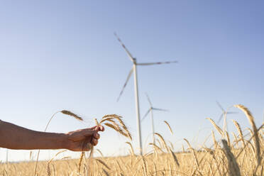 Hand of man holding wheat crop on field with wind turbine in background - SVKF00407