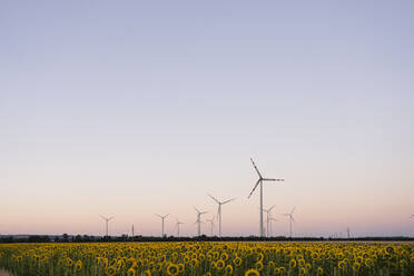 Windkraftanlagen in der Nähe eines Sonnenblumenfeldes bei Sonnenuntergang - SVKF00425