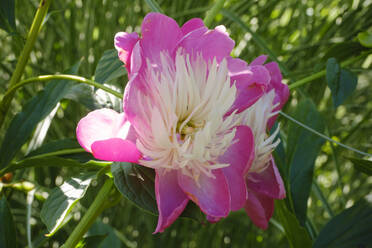 Kopf einer rosa blühenden Pfingstrose - WIF04537