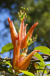 Orange-petaled passion flowers (Passiflora aurantia) blooming in spring - WIF04538