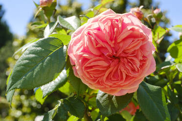 Kopf einer pfirsichfarbenen blühenden Rose - WIF04541