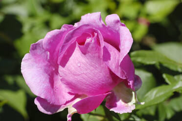 Kopf einer rosa blühenden Rose - WIF04542
