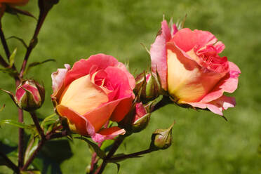 Pfirsichfarbene Rosen blühen im Frühling - WIF04543