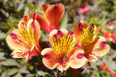 Pfirsichfarbene Lilien blühen im Frühling - WIF04544
