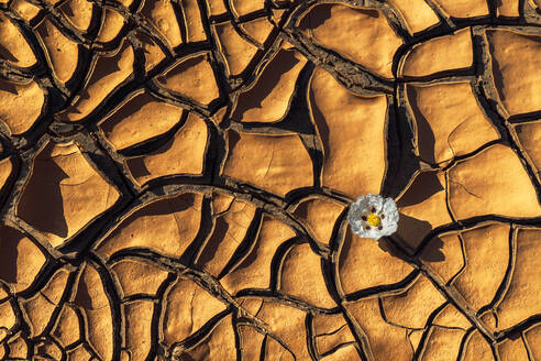 Draufsicht auf eine zarte weiße Blume, die an einem sonnigen Tag in einem kargen Gelände in der Umgebung von Minas de Riotinto in einem Riss im trockenen Boden wächst - ADSF36075