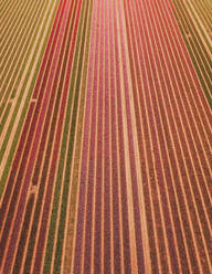 Luftaufnahme eines Tulpenfeldes in Den Bommel, Südholland, Niederlande. - AAEF15126