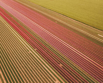 Aerial view of a tulip field in Den Bommel, South Holland, Netherlands. - AAEF15127