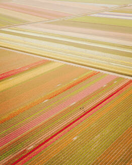 Luftaufnahme eines Tulpenfeldes bei Nieuwe-Tonge, Südholland, Niederlande. - AAEF15132