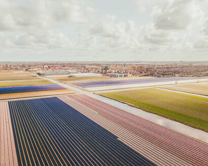 Aerial view of a tulip field in 't Zand, North Holland, Netherlands. - AAEF15135