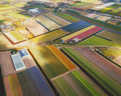 Aerial view of a tulip field in Hillegom, South Holland, Netherlands. - AAEF15139