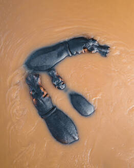 Aerial View of Hippos swimming along the river in their habitat, Balule Nature Reserve, Maruleng NU, Limpopo, South Africa. - AAEF15157