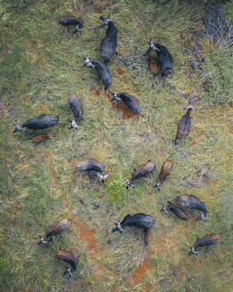 Luftaufnahme von Büffeln beim Grasen in ihrem Lebensraum, Balule Nature Reserve, Maruleng NU, Limpopo, Südafrika. - AAEF15180