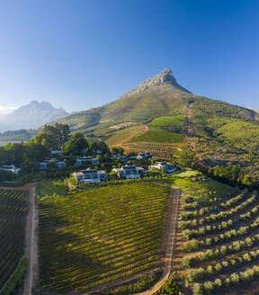 Luftaufnahme eines Weinbergs mit Bergen im Hintergrund, Stellenbosch NU, Westkap, Südafrika. - AAEF15200