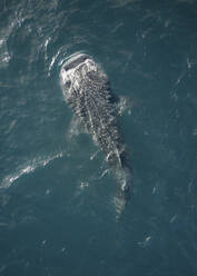 Luftaufnahme eines Walhais im offenen Meer. - AAEF15276