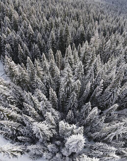 Luftaufnahme eines Waldes mit Kiefern im Winter, Oregon, Vereinigte Staaten. - AAEF15297