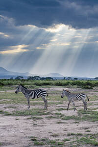 Zebras in der Abenddämmerung, Amboseli-Nationalpark, Kenia, Ostafrika, Afrika - RHPLF22700