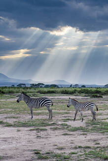 Zebras in der Abenddämmerung, Amboseli-Nationalpark, Kenia, Ostafrika, Afrika - RHPLF22700