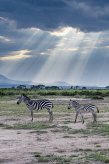 Zebras in the breaking light, Amboseli National Park, Kenya, East Africa, Africa - RHPLF22700