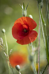 Red Poppy (Papaver rhoeas), Cheshire, England, United Kingdom, Europe - RHPLF22710