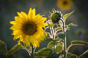 Sonnenblumen (Helianthus), bei Tarporley, Cheshire, England, Vereinigtes Königreich, Europa - RHPLF22711