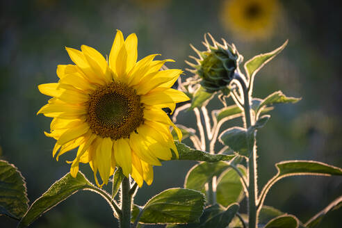 Sonnenblumen (Helianthus), bei Tarporley, Cheshire, England, Vereinigtes Königreich, Europa - RHPLF22711