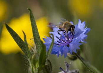 Eine Biene auf einer Blauen Kornblume (Centaurea cyanus), bei Oscroft, Cheshire, England, Vereinigtes Königreich, Europa - RHPLF22712