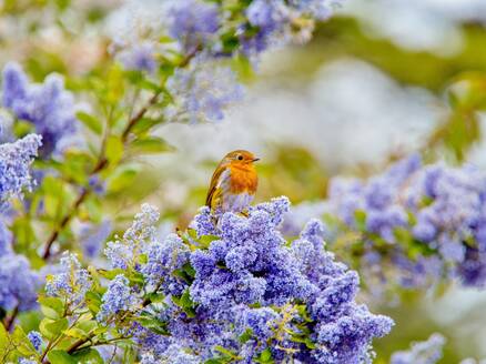 Ein Rotkehlchen (Erithacus rubecula) sitzt inmitten der blauen Blüten eines Ceanothus-Baumes, einem Mitglied der Familie der Kreuzdorngewächse, East Sussex, England, Vereinigtes Königreich, Europa - RHPLF22715